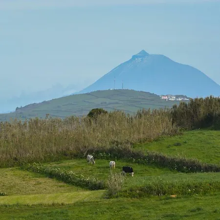 Casas Do Pinheiro Cedros